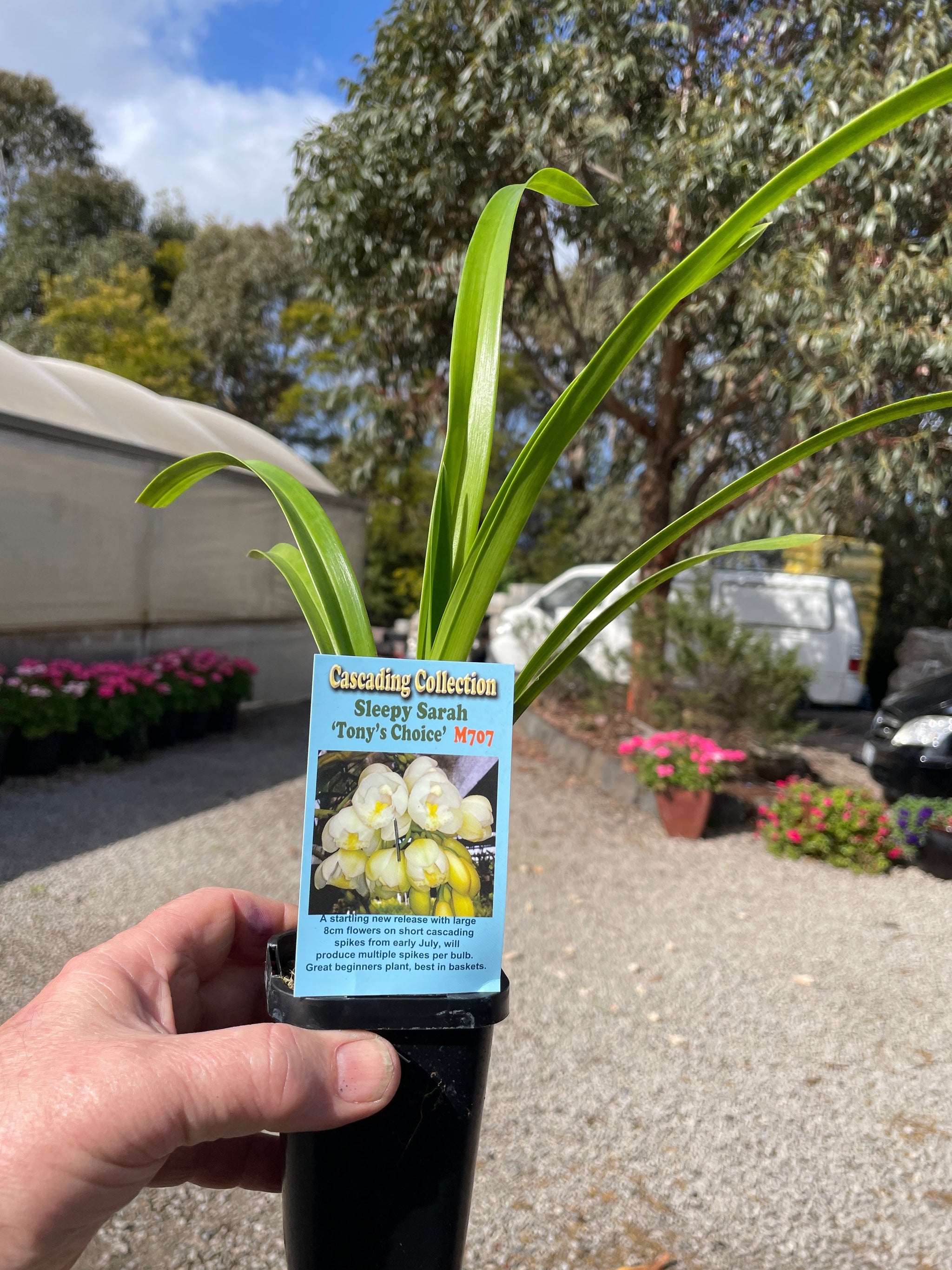 Cymbidium Sleepy Sarah 'Tony's Choice' Semi Pendulous