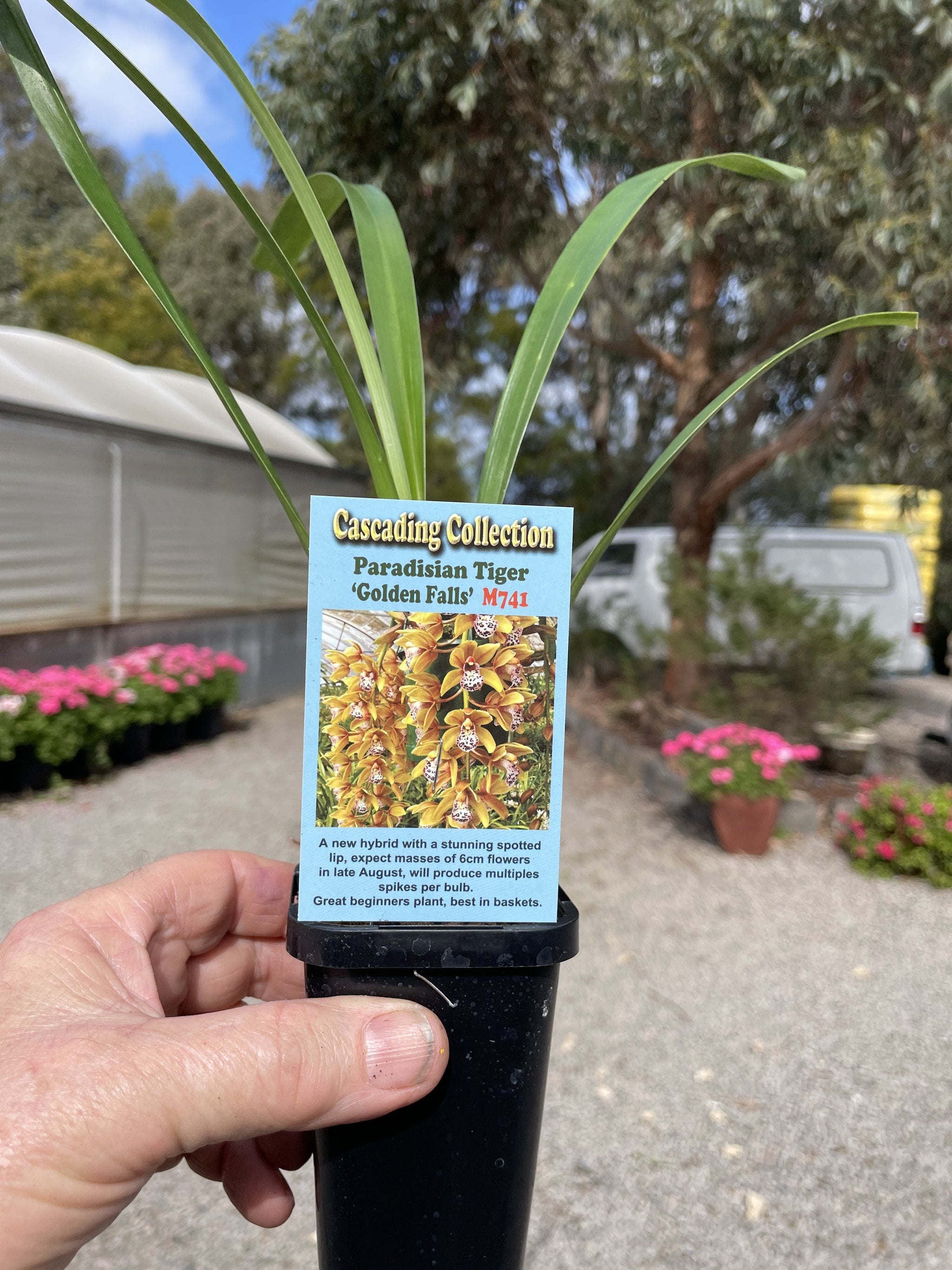 Cymbidium Paradisian Tiger 'Golden Falls' Video