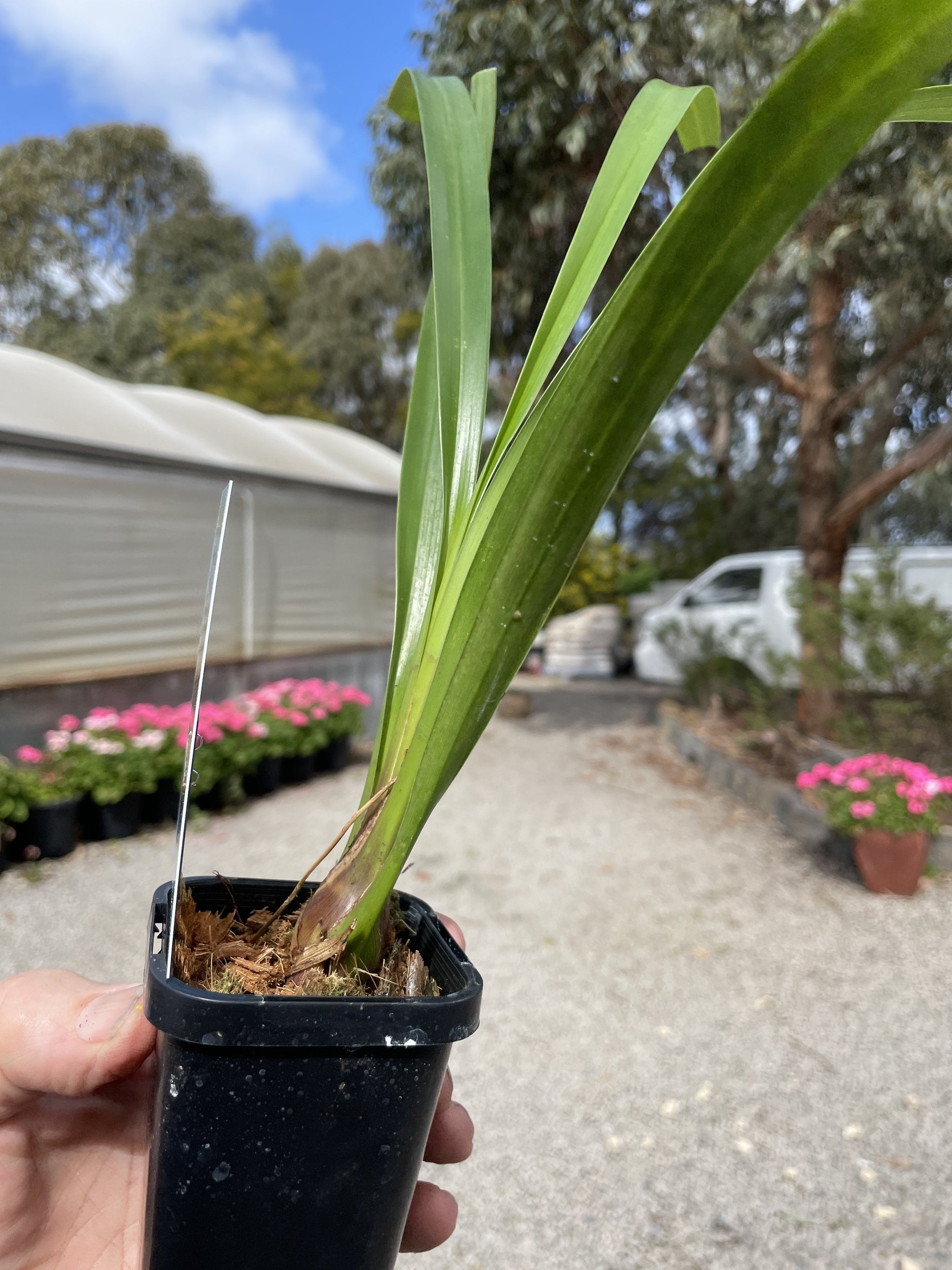 Cymbidium Paradisian Tiger 'Golden Falls' Video