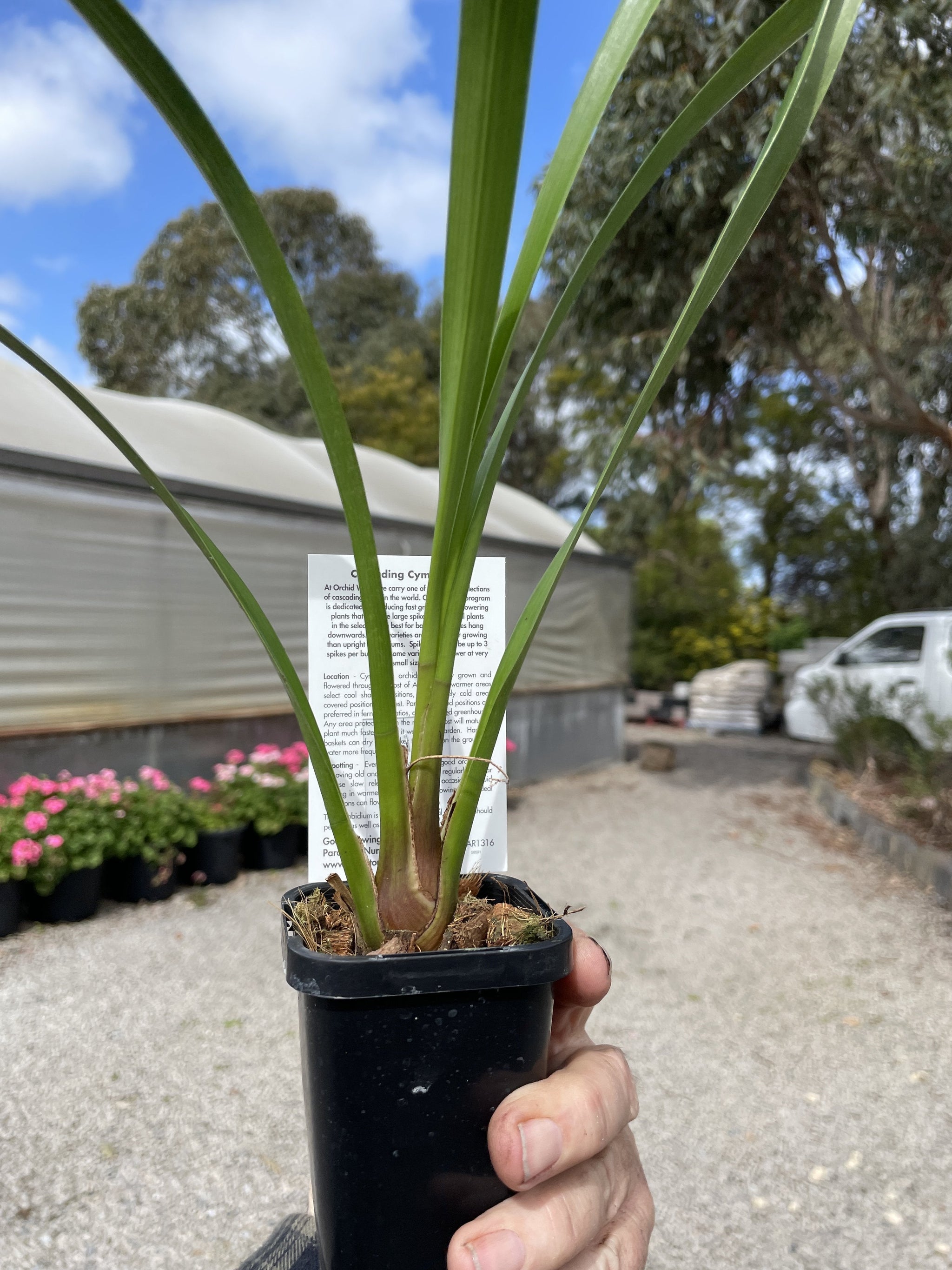 Cymbidium Paradisian Tiger 'Golden Falls' Video