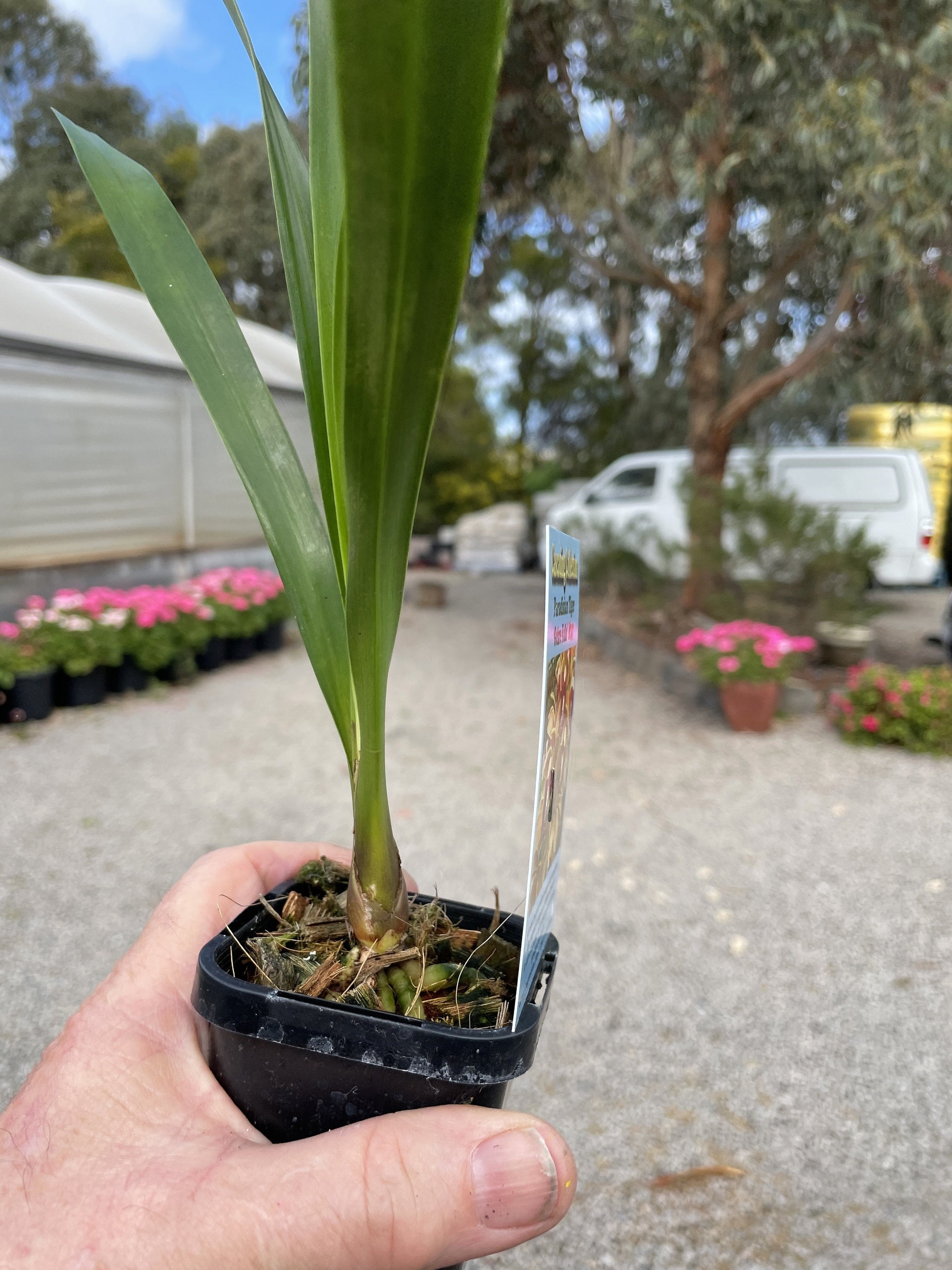 Cymbidium Paradisian Tango 'Dancer' Pendulous