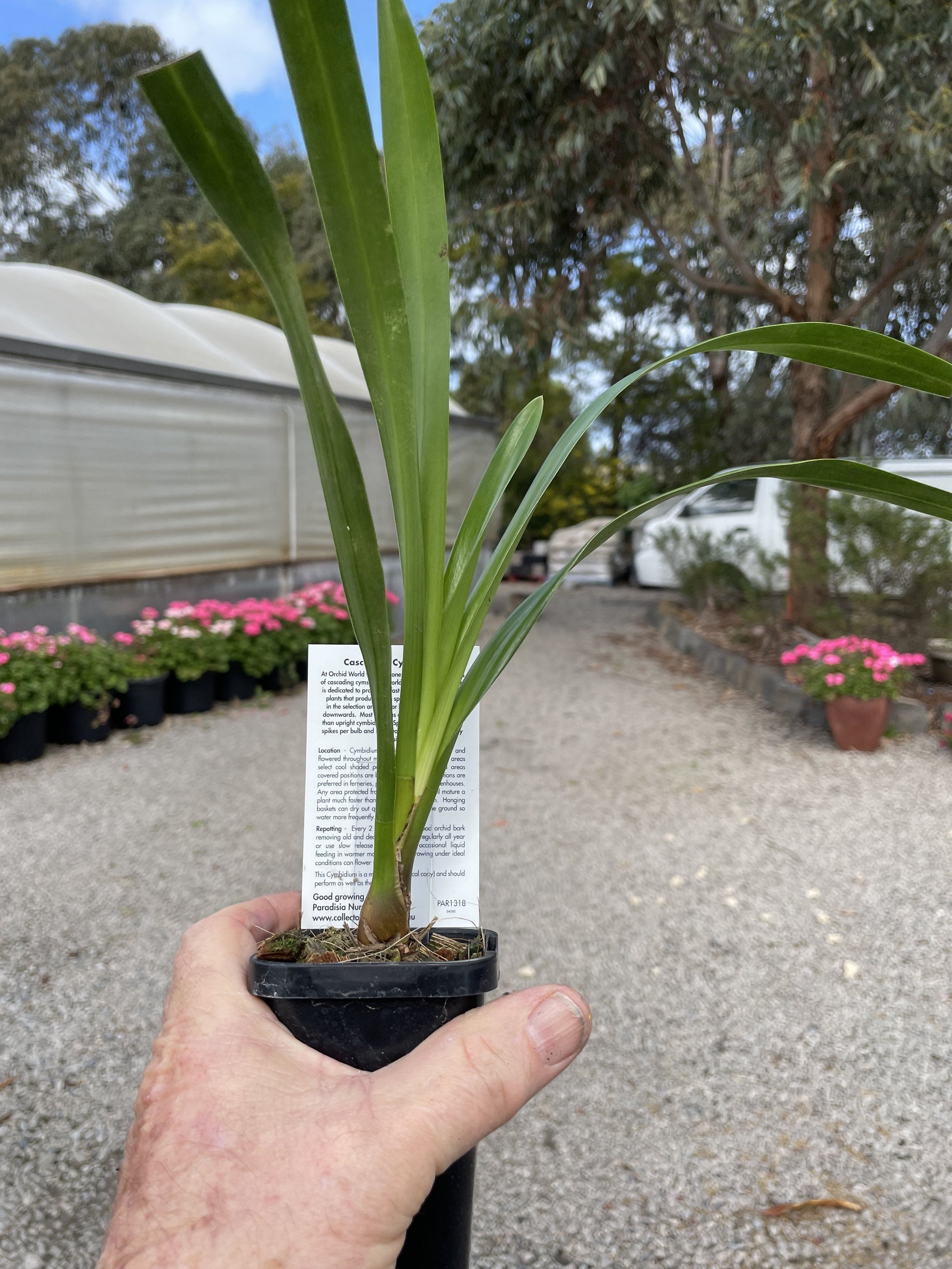 Cymbidium Paradisian Tango 'Dancer' Pendulous