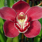Cymbidium Kuralta Park 'Tennyson'