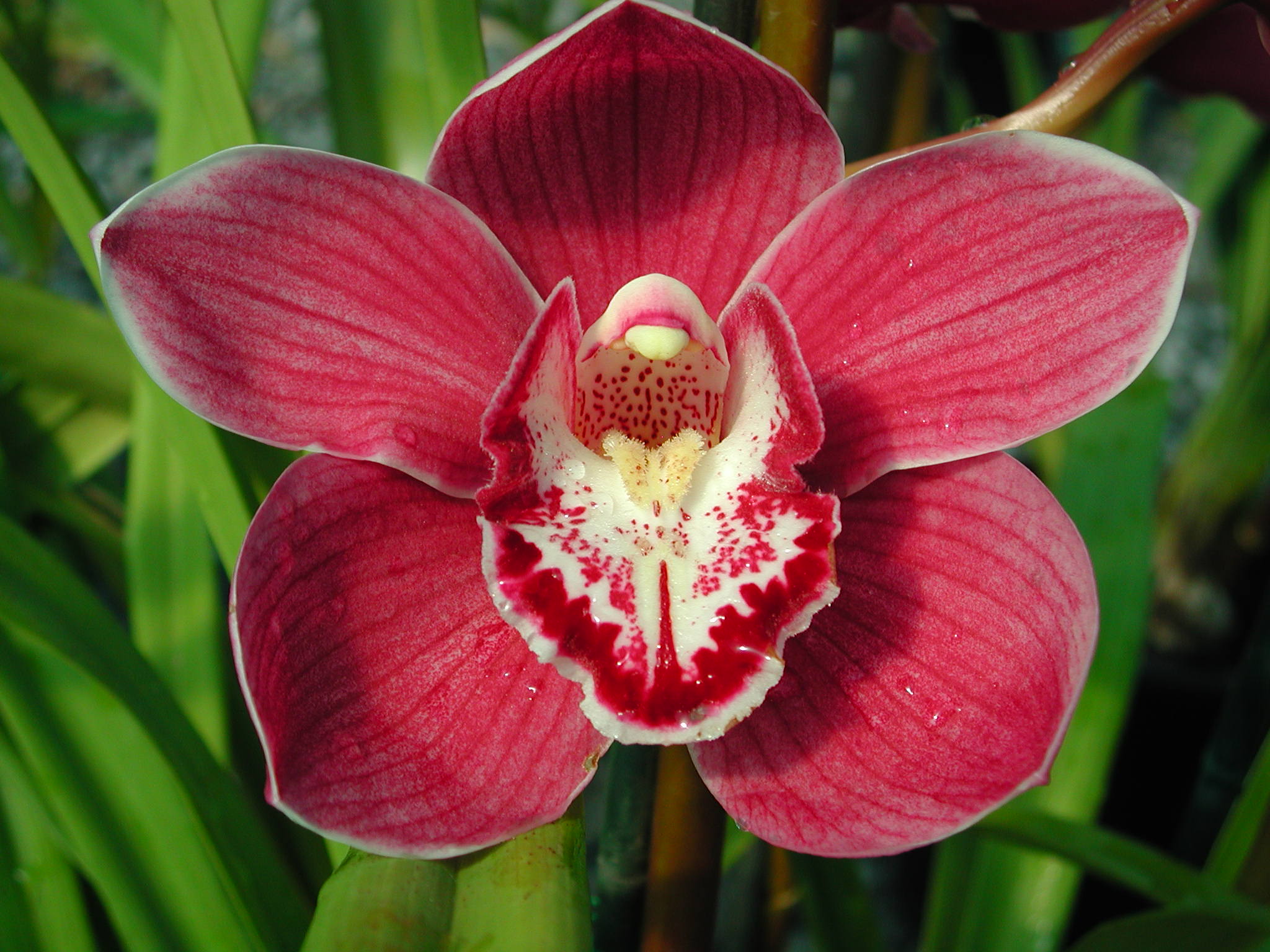 Cymbidium Kuralta Park 'Tennyson'