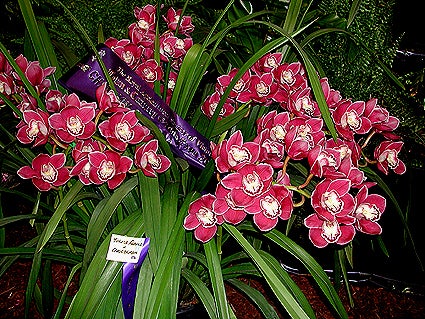 Cymbidium Kuralta Park 'Tennyson'