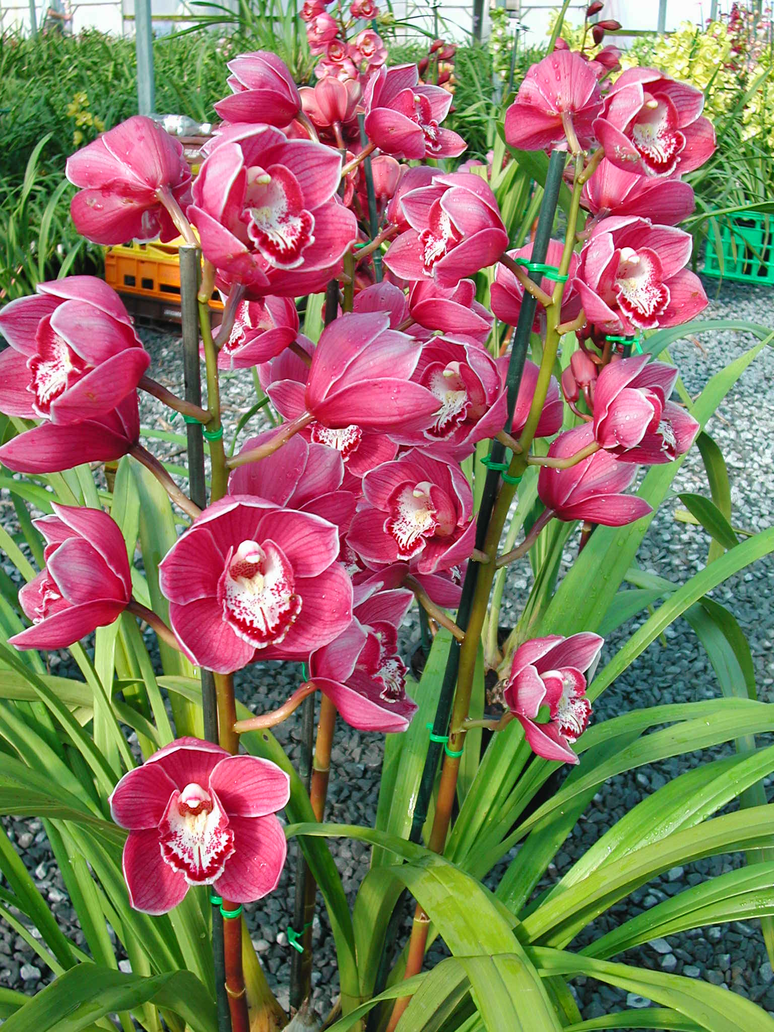 Cymbidium Kuralta Park 'Tennyson'