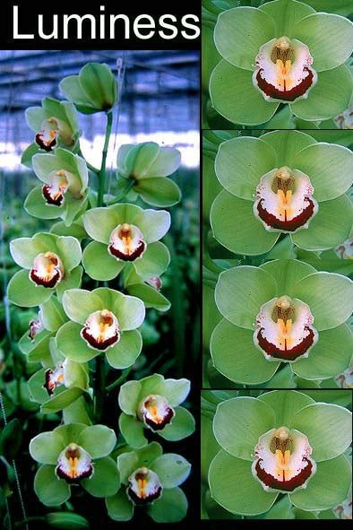 Cymbidium Lumines super sized