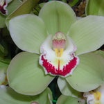 Cymbidium Lumines