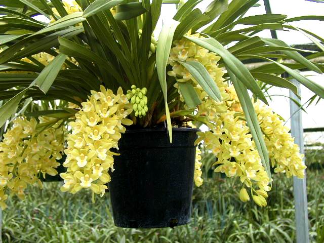 Cymbidium Sarah Jean 'Limelight'