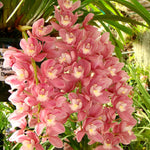 Cymbidium Maluka 'Baby Pink'