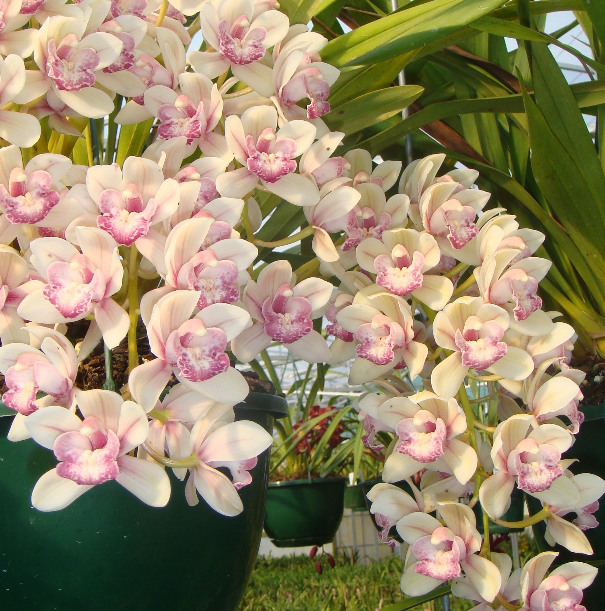 Cymbidium Paradisian Surprise 'Splash of Pink' Pendulous