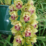 Cymbidium Paradisian Tiger 'Green Falls' Pendulous