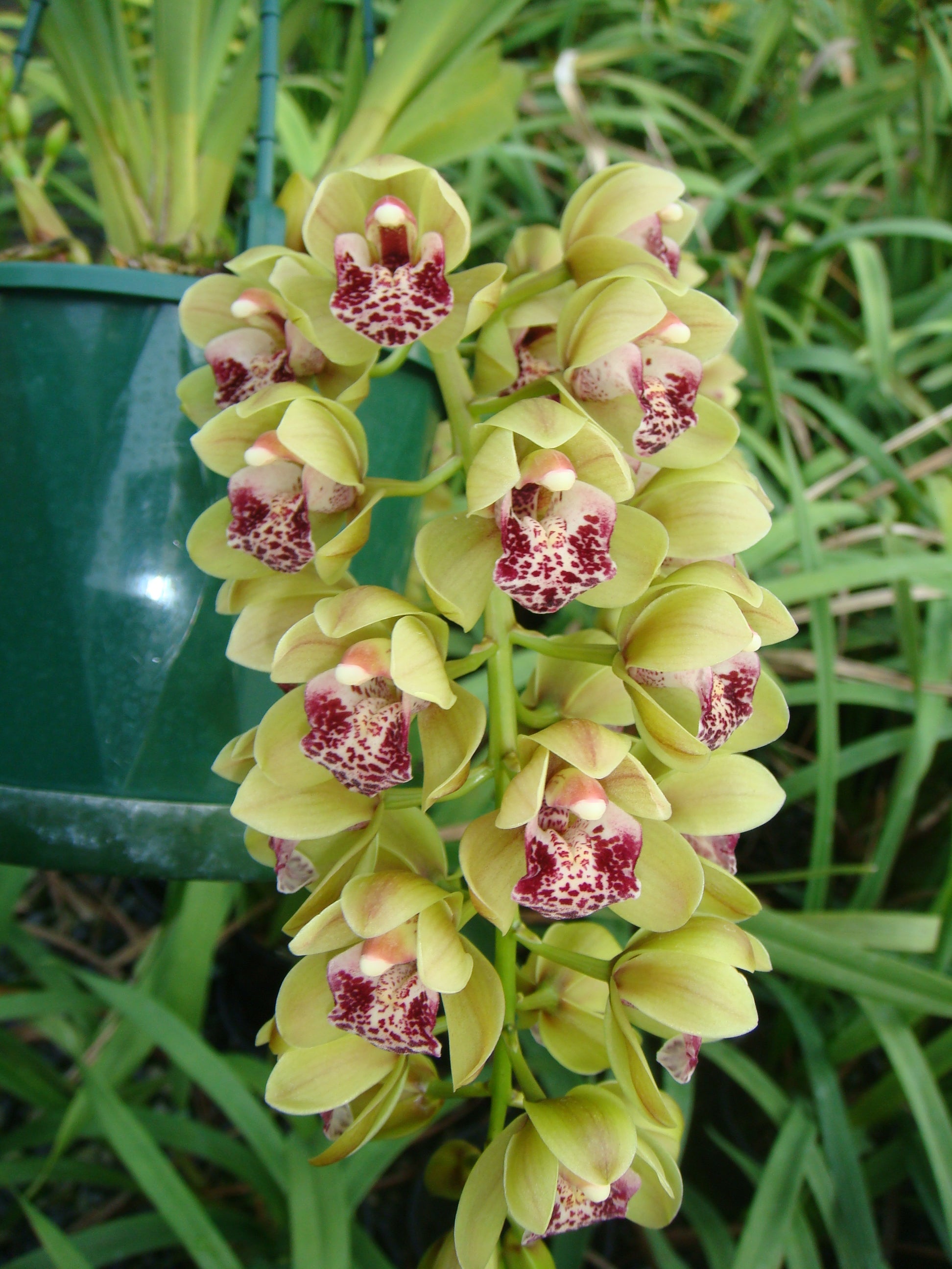 Cymbidium Paradisian Tiger 'Green Falls' Pendulous