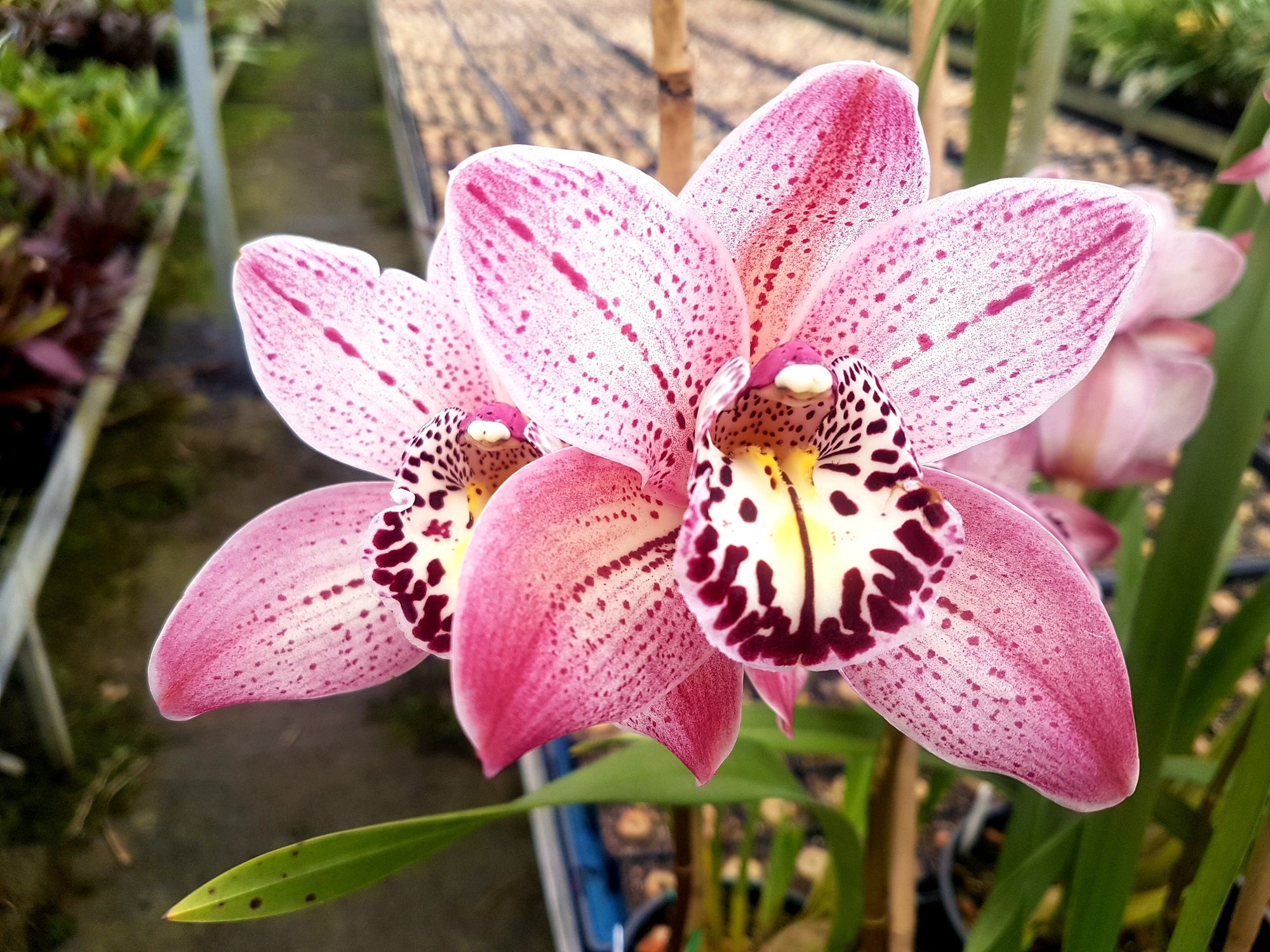 Cymbidium Lady Angela 'Redvale'