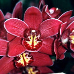 Cymbidium Mini Claret 'Royal Reserve'