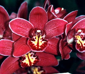 Cymbidium Mini Claret 'Royal Reserve'