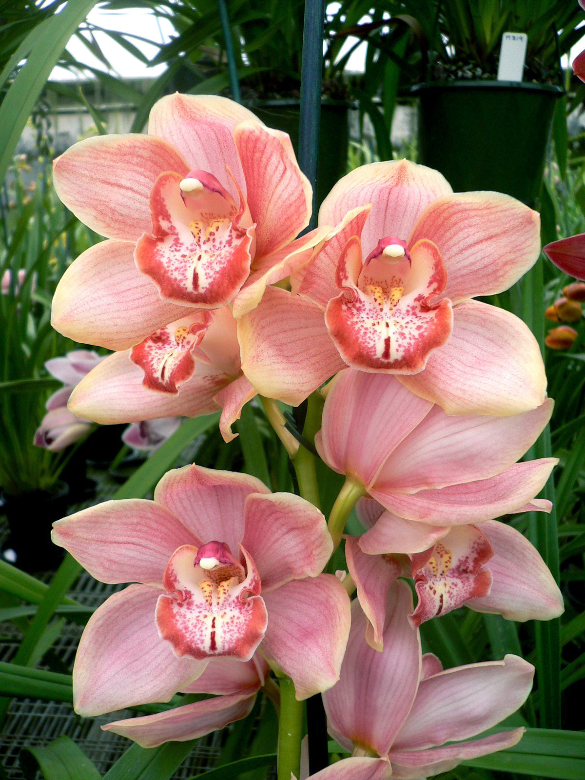 Cymbidium Alexandra Beauty 'Pink Blush'