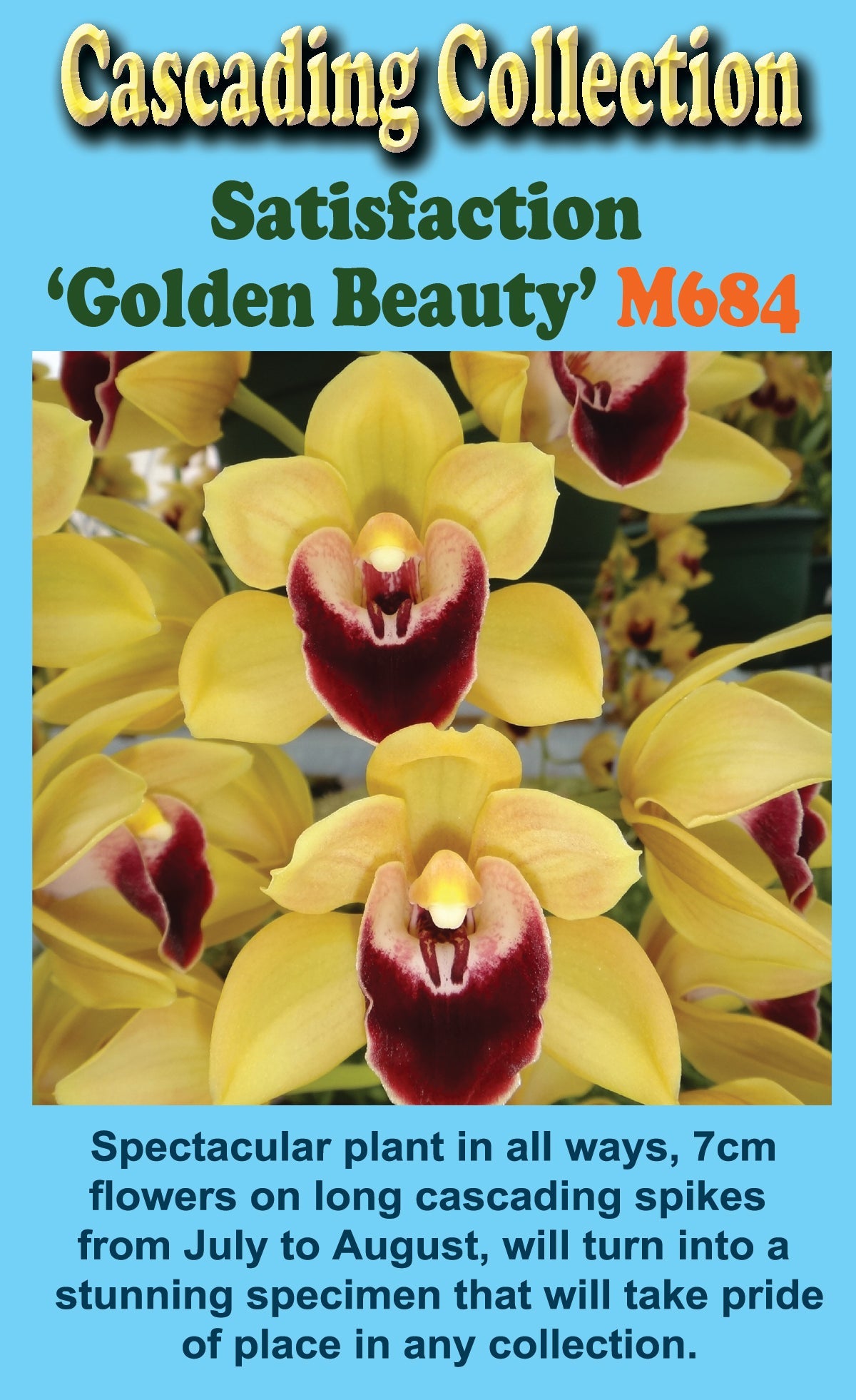 Cymbidium Satisfaction 'Golden Beauty'