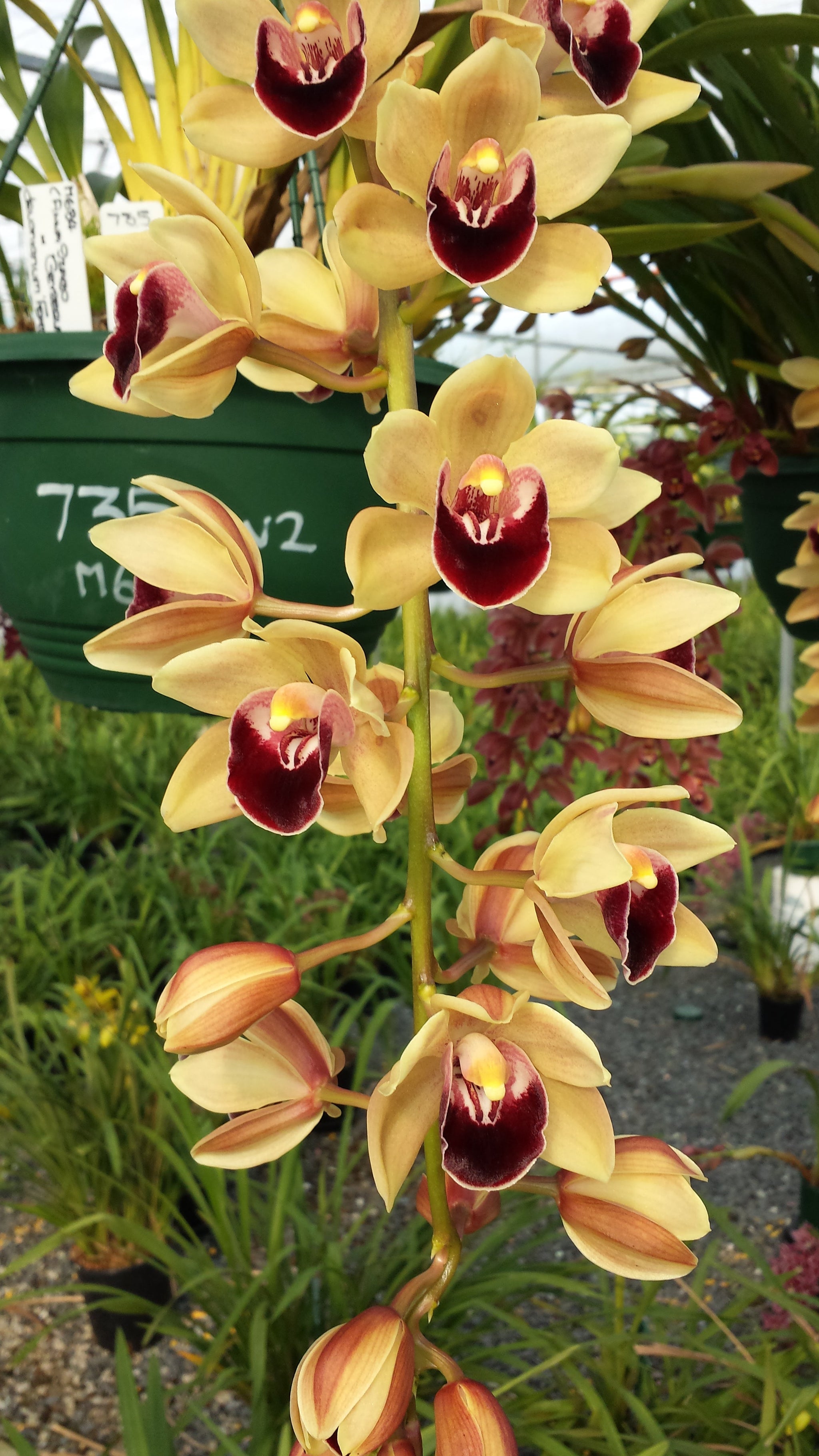 Cymbidium Satisfaction 'Golden Beauty'