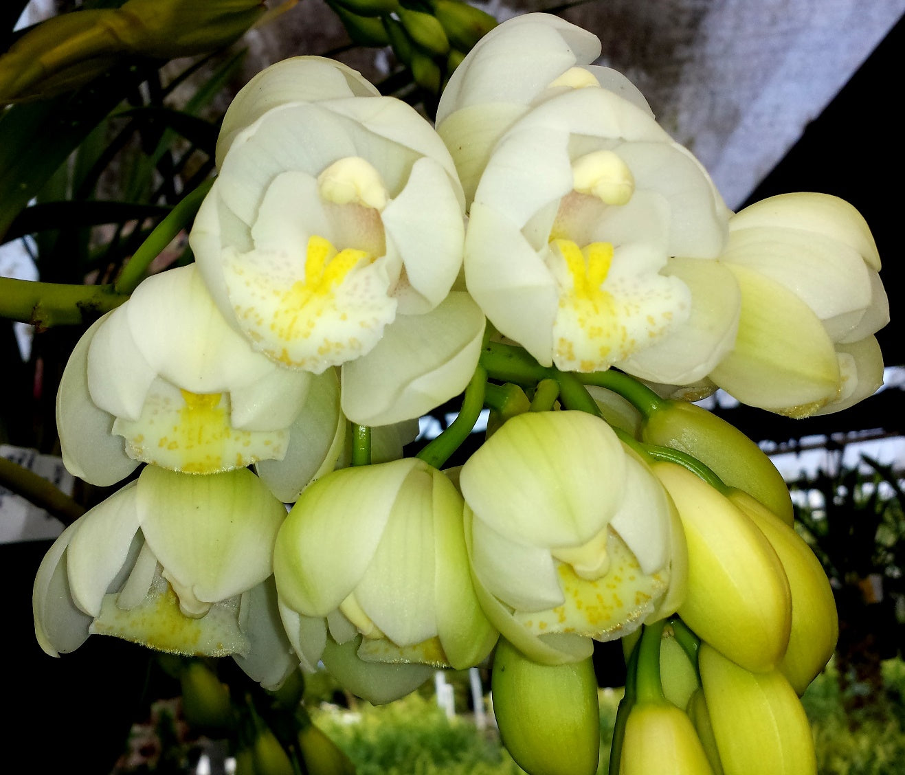 Cymbidium Sleepy Sarah 'Tony's Choice' Semi Pendulous