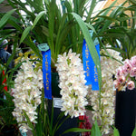 Cymbidium Sarah Jean 'Elizabeth' Pendulous
