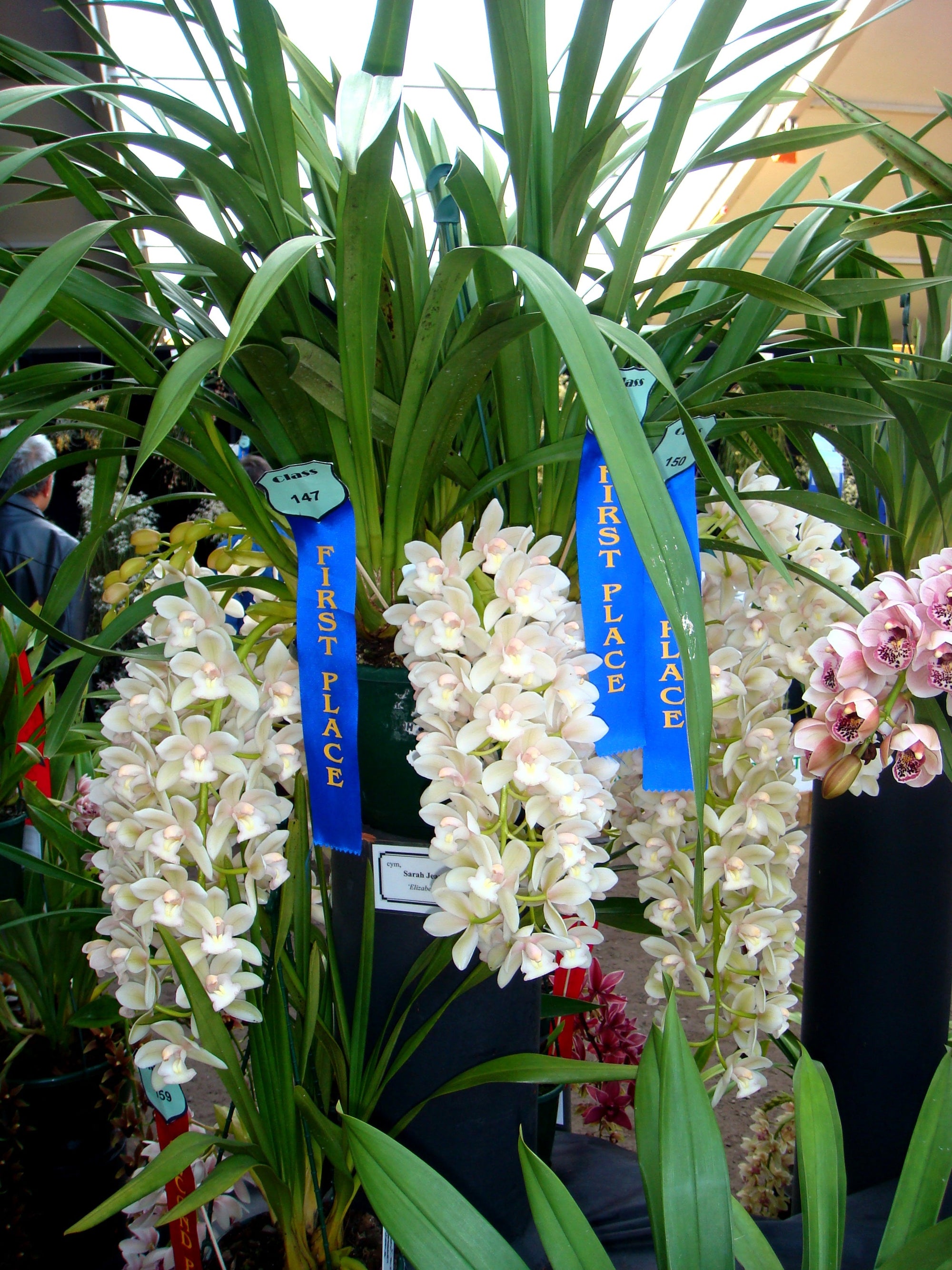 Cymbidium Sarah Jean 'Elizabeth' Pendulous