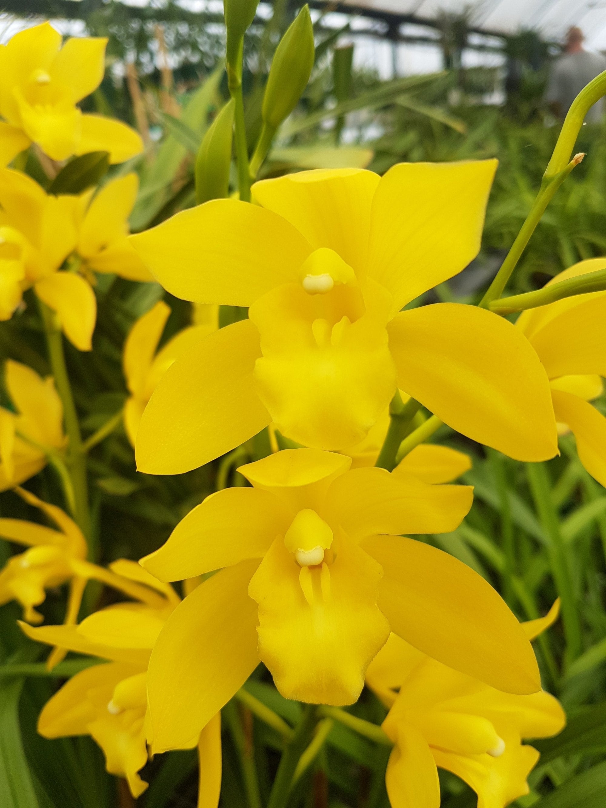 Cymbidium Enzan Summer 'Sunshine'