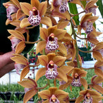 Cymbidium Paradisian Tiger 'Golden Falls'