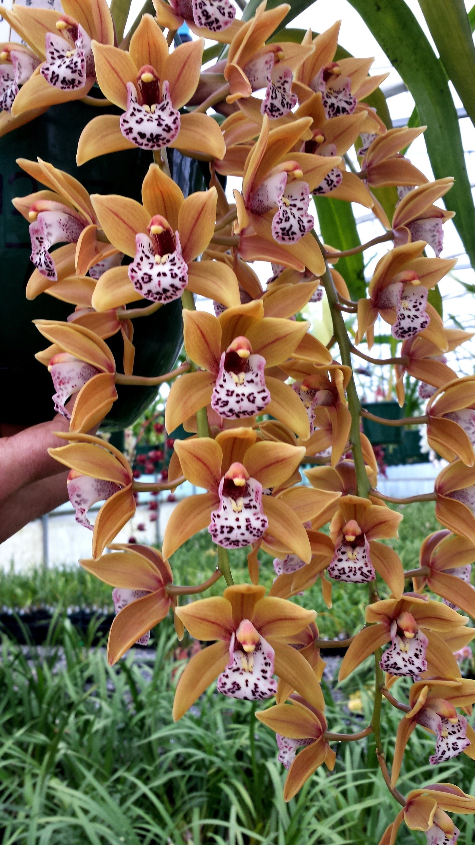 Cymbidium Paradisian Tiger 'Golden Falls' Video