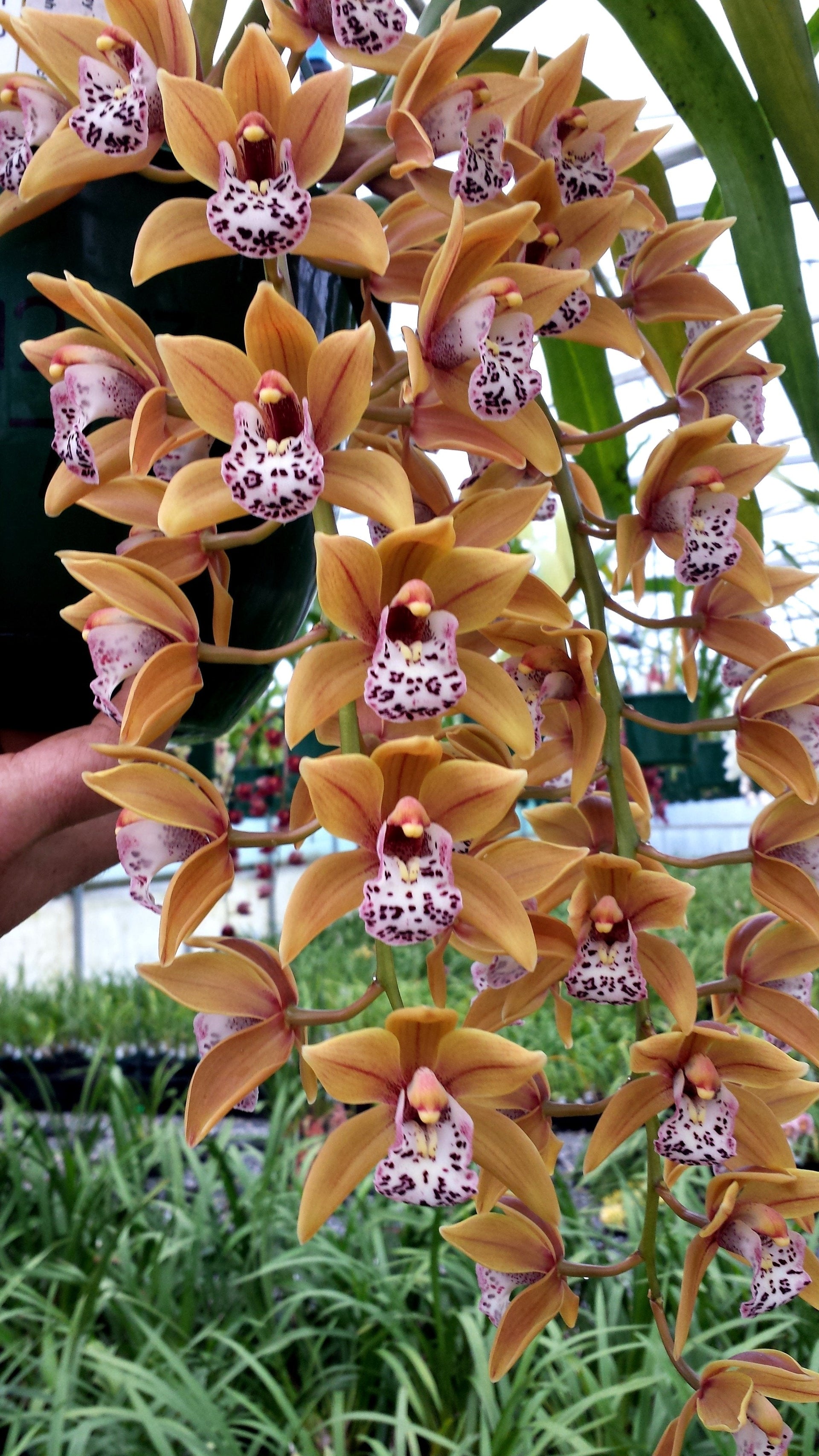 Rare Orchids for Sale in Australia – Discover Exclusive Varieties Online