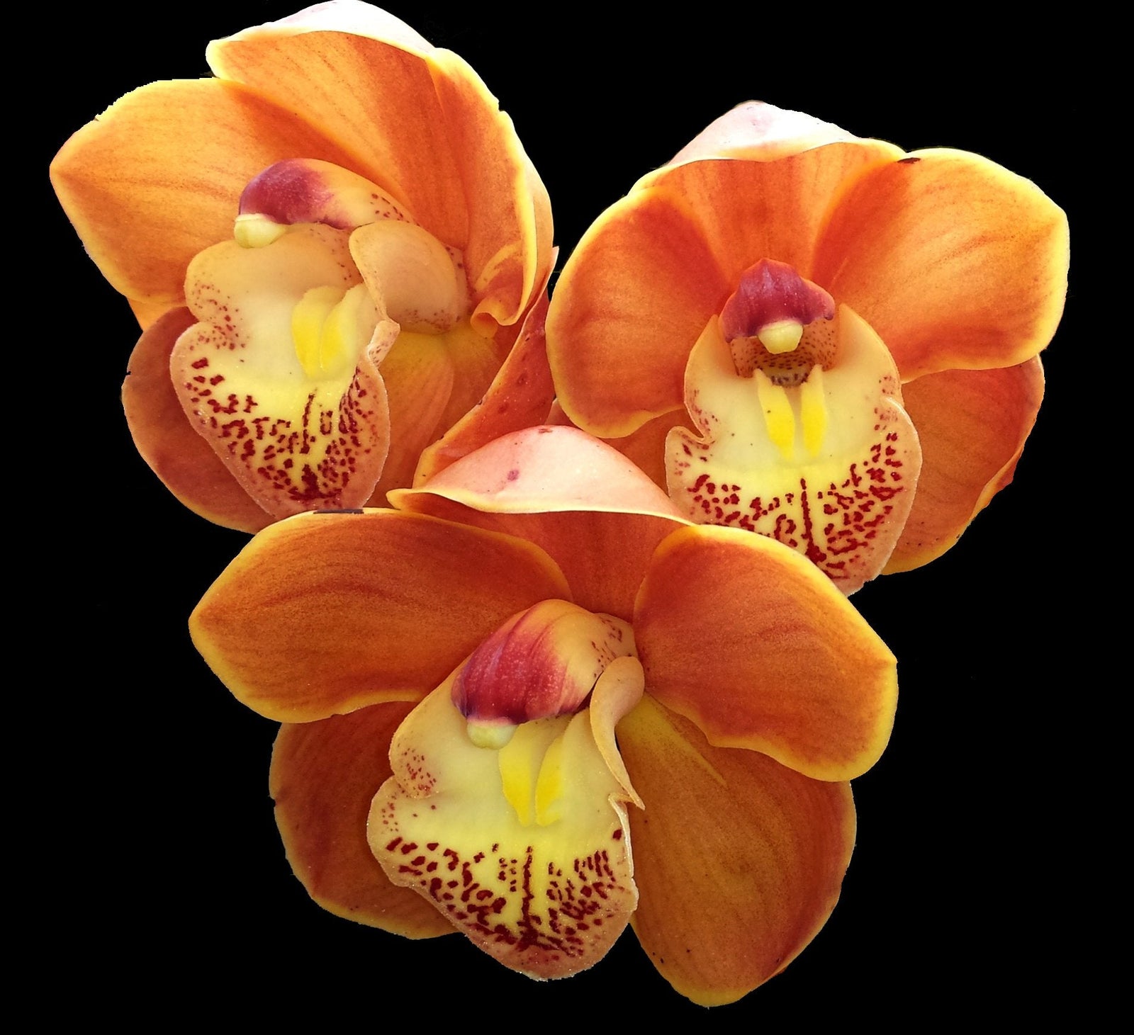 Cymbidium Drouin Masterpeice 'Kathy Bailey' Special intermediate Showbench and grower’s choice