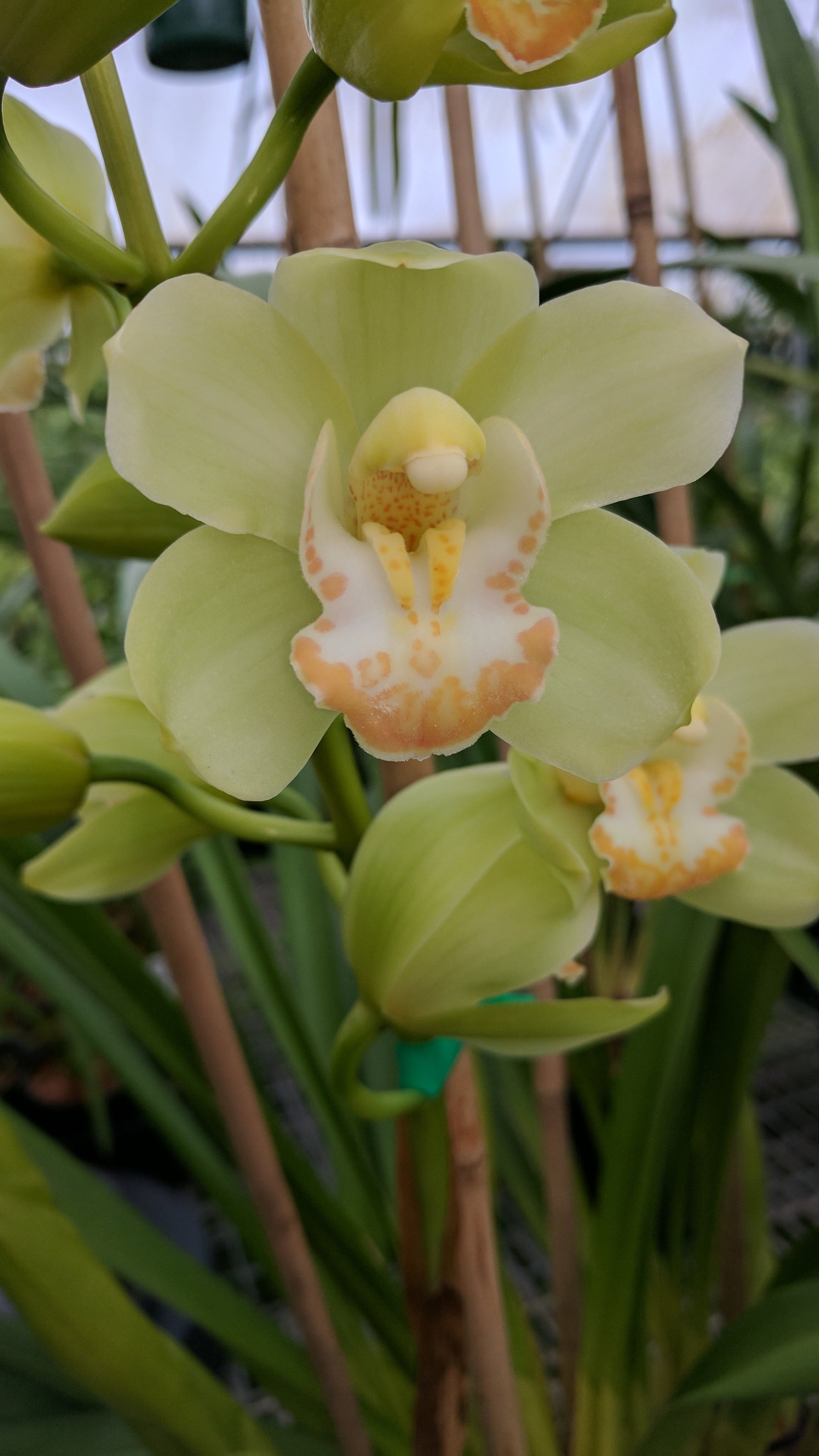 Cymbidium Touch of Class (Dag x Sleeping giant)