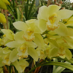 Cymbidium (Dag x Sleeping giant) 'Touch of Class '