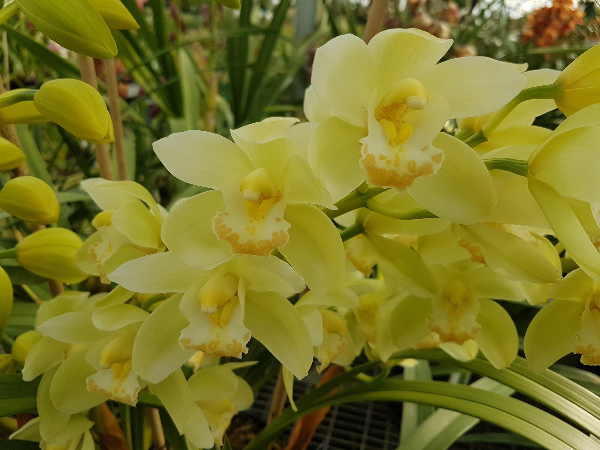 Cymbidium Touch of Class (Dag x Sleeping giant)