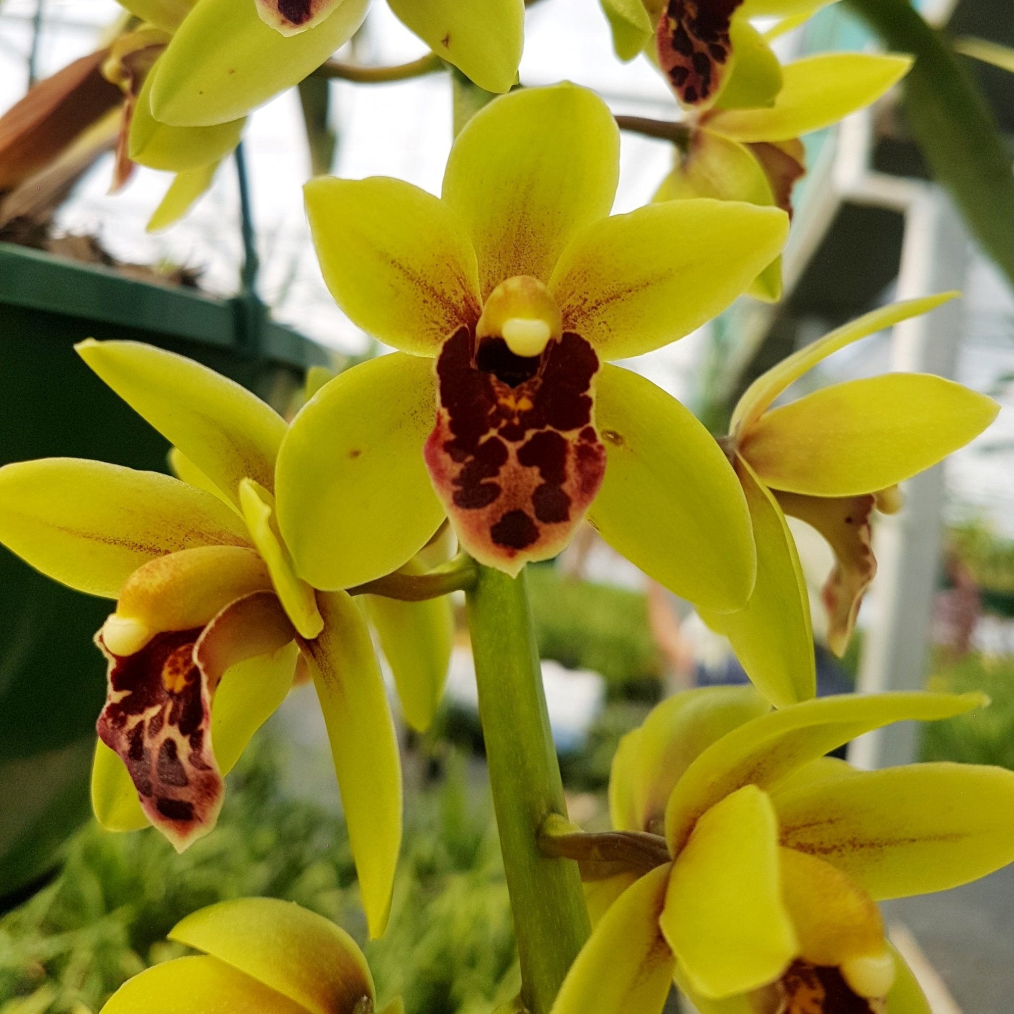 Cymbidium 'Afterglow'