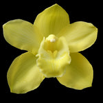 Cymbidium Toowoomba Gold 'Braeburn'