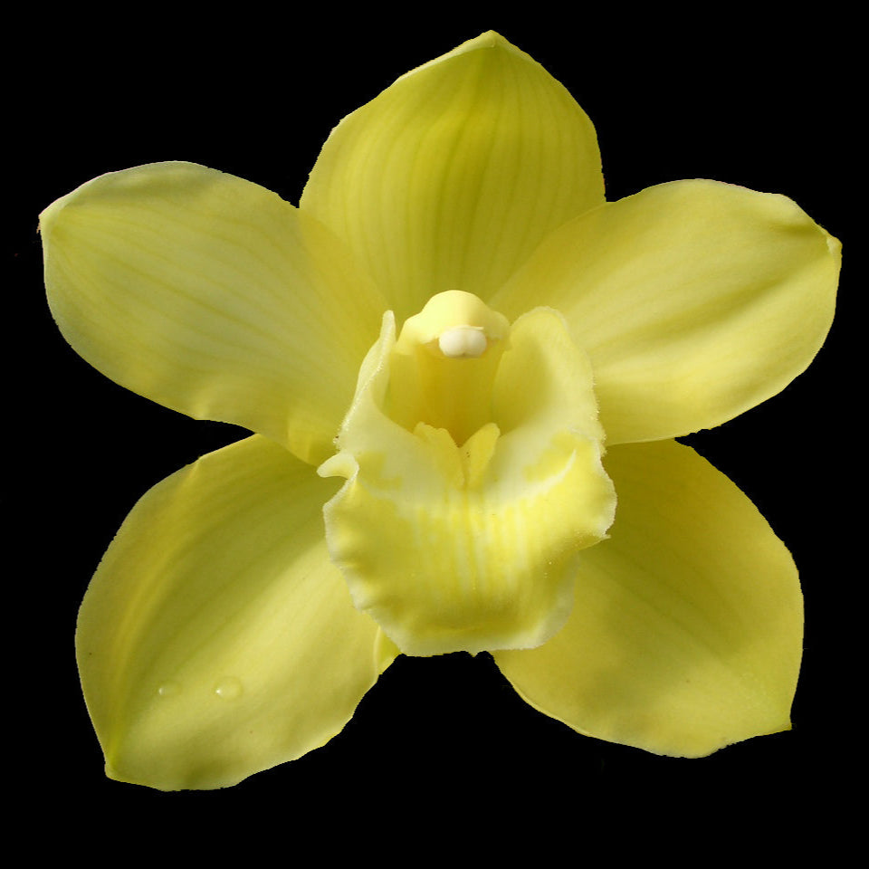 Cymbidium Toowoomba Gold 'Braeburn'