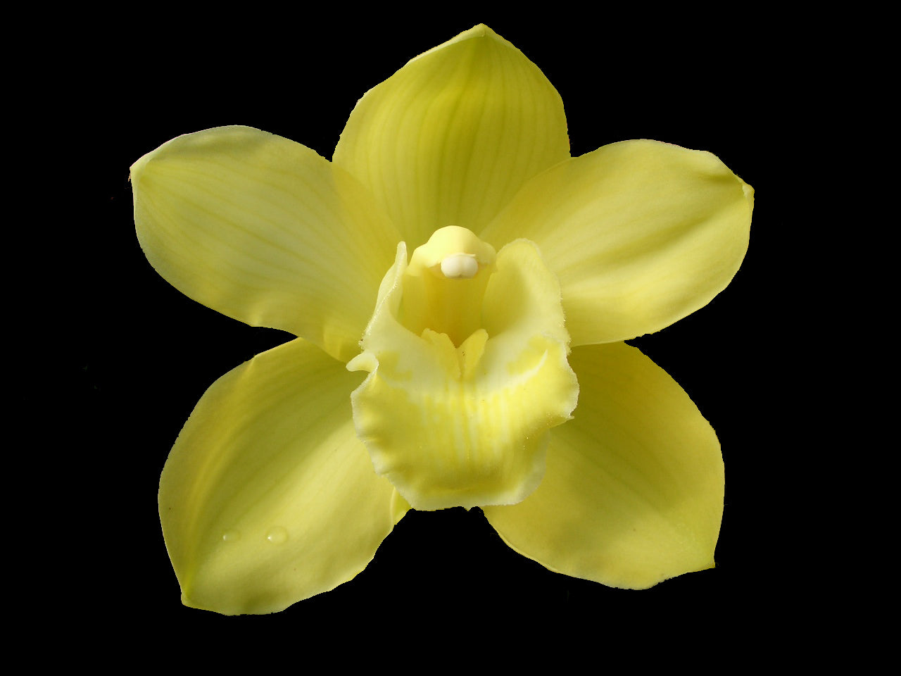 Cymbidium Toowoomba Gold 'Braeburn'