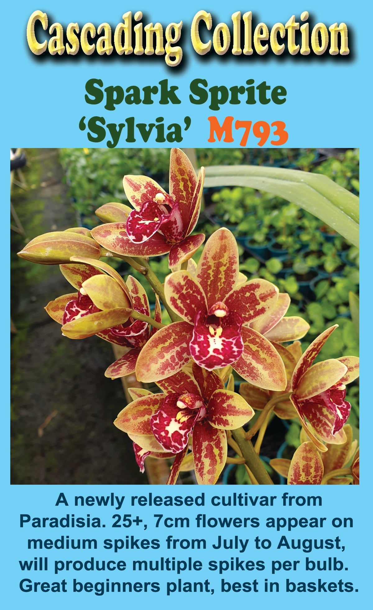 Cymbidium  Spark Sprite 'Sylvia' Semi Pendulous