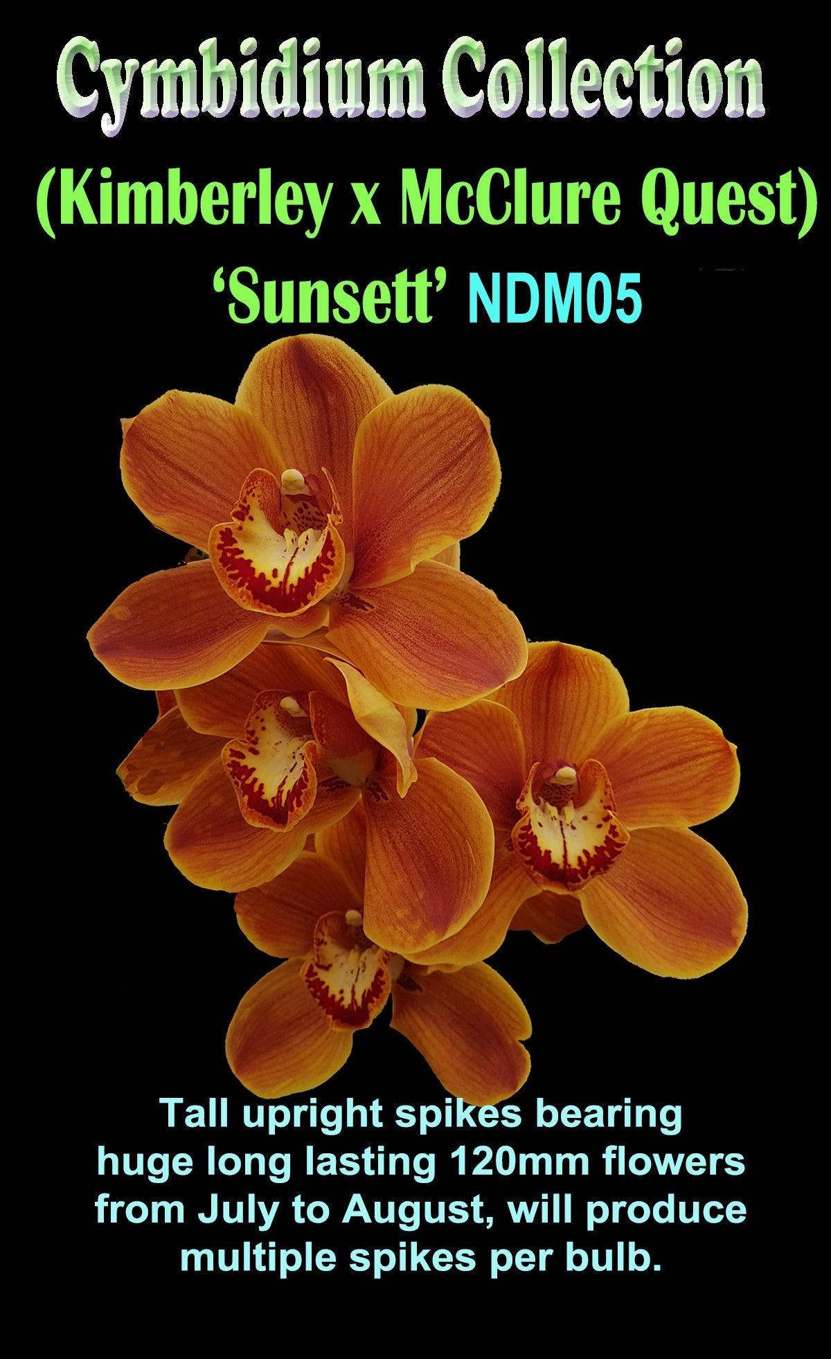 Cymbidium Sunsett (Kimberley x Mc Clures Quest)