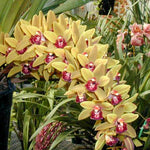 Cymbidium Rinneroon 'Paradisia'