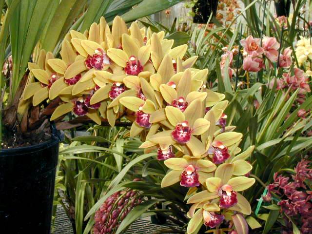 Cymbidium Rinneroon 'Paradisia'