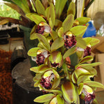 Cymbidium Rinneroon 'Paradisia'