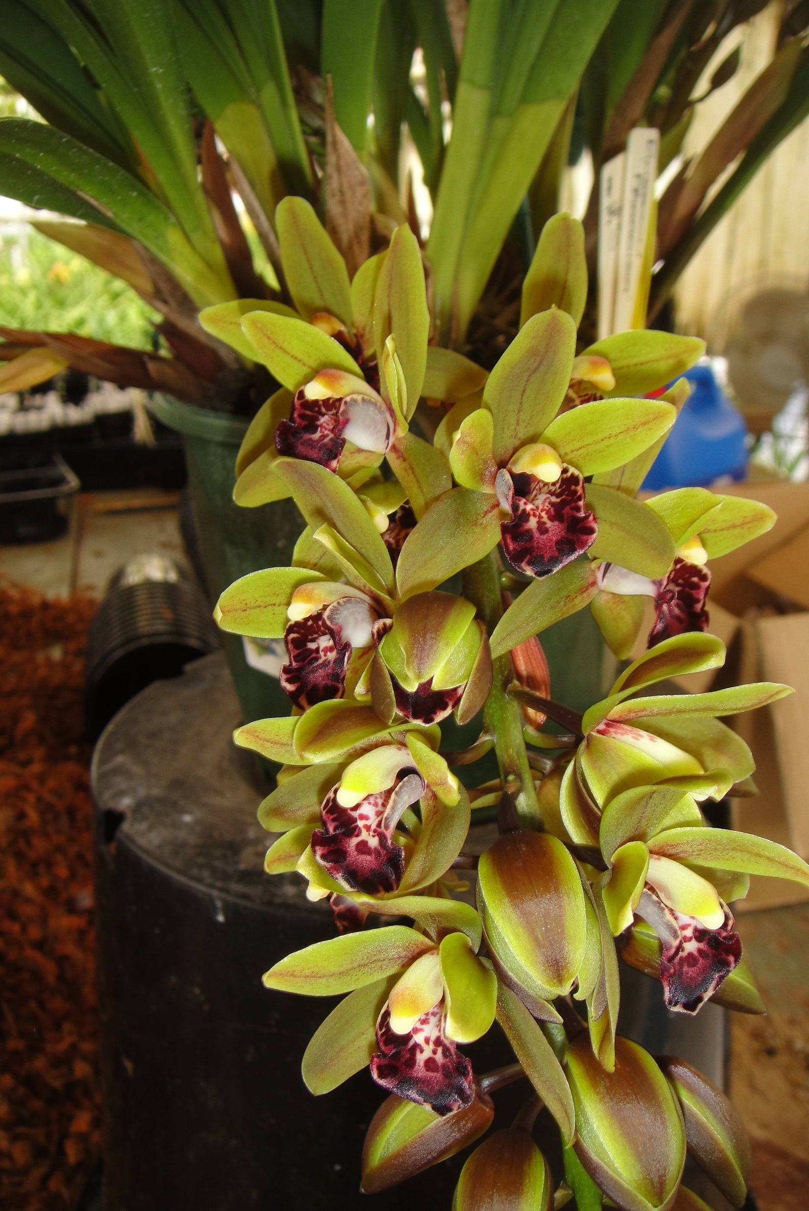 Cymbidium Rinneroon 'Paradisia'