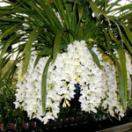 Cymbidium Sarah Jean 'Ice Cascade'