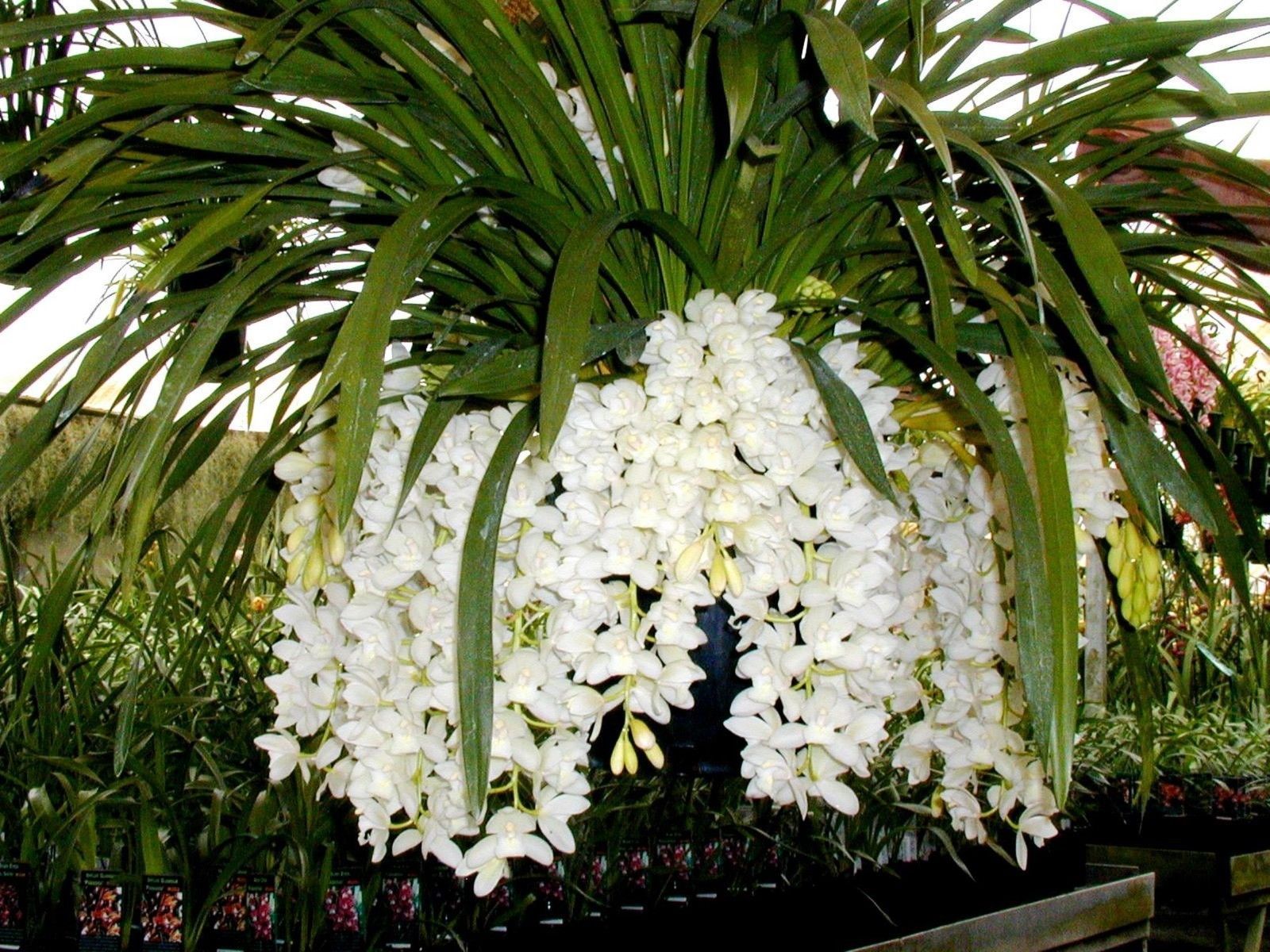 Cymbidium Sarah Jean 'Ice Cascade'