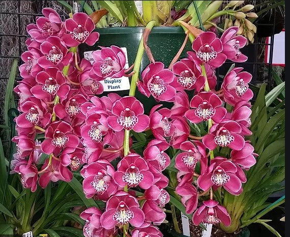 Cymbidium Paradisian Ruby ' Cascade'