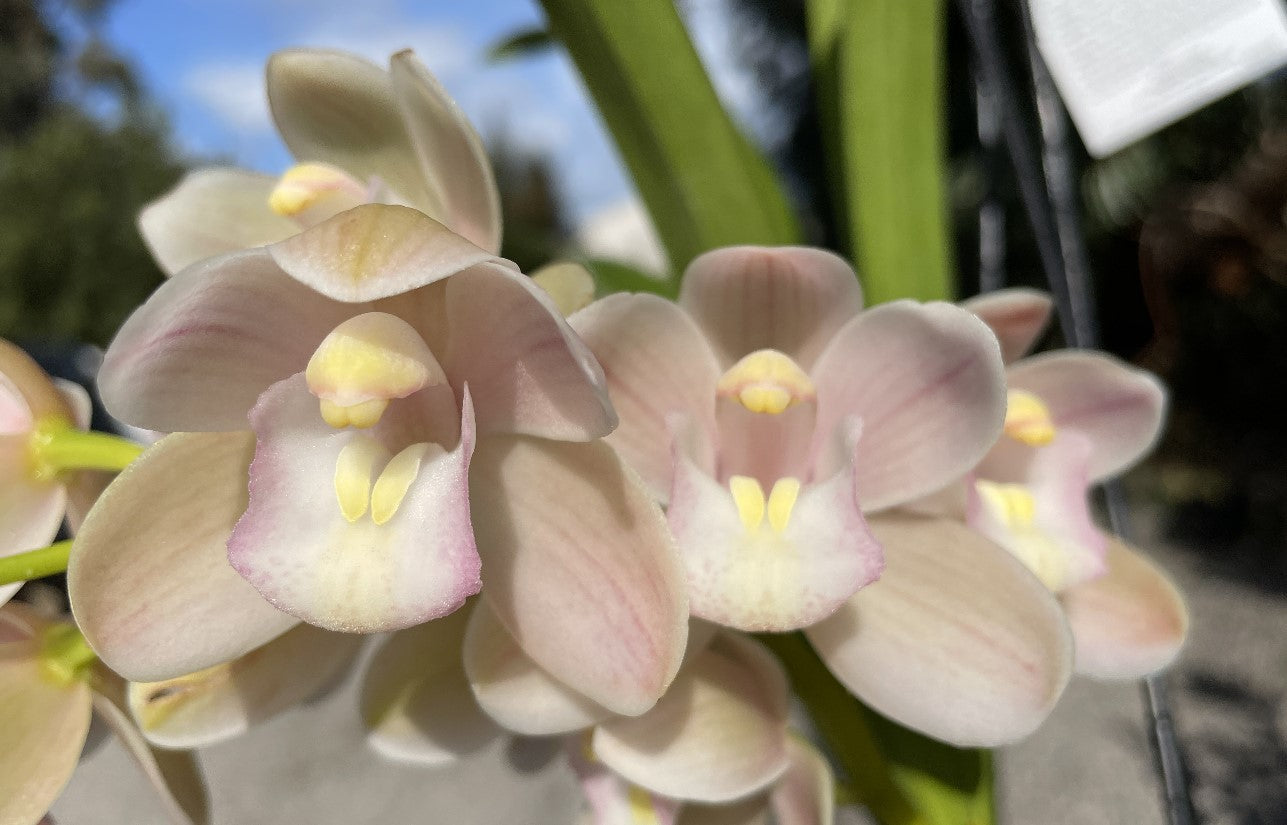 Cymbidium Sarah Jean 'Elizabeth' Pendulous