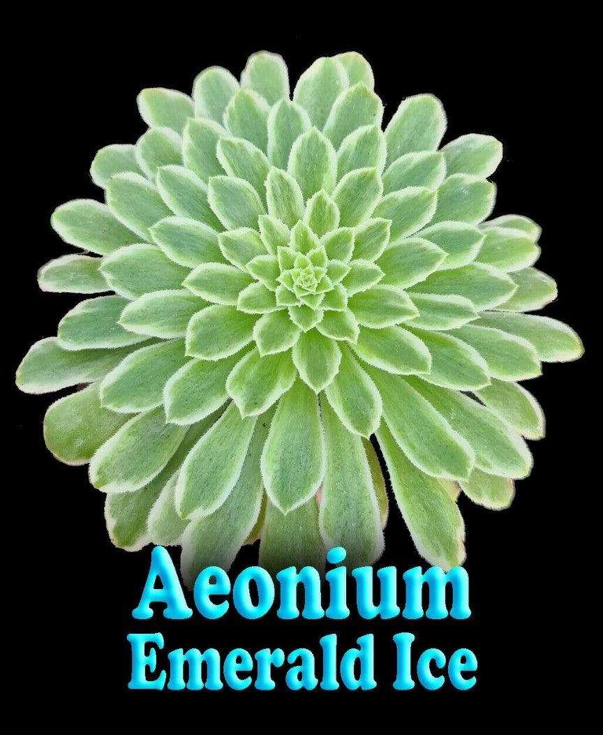 Aeonium 'Emerald Ice'