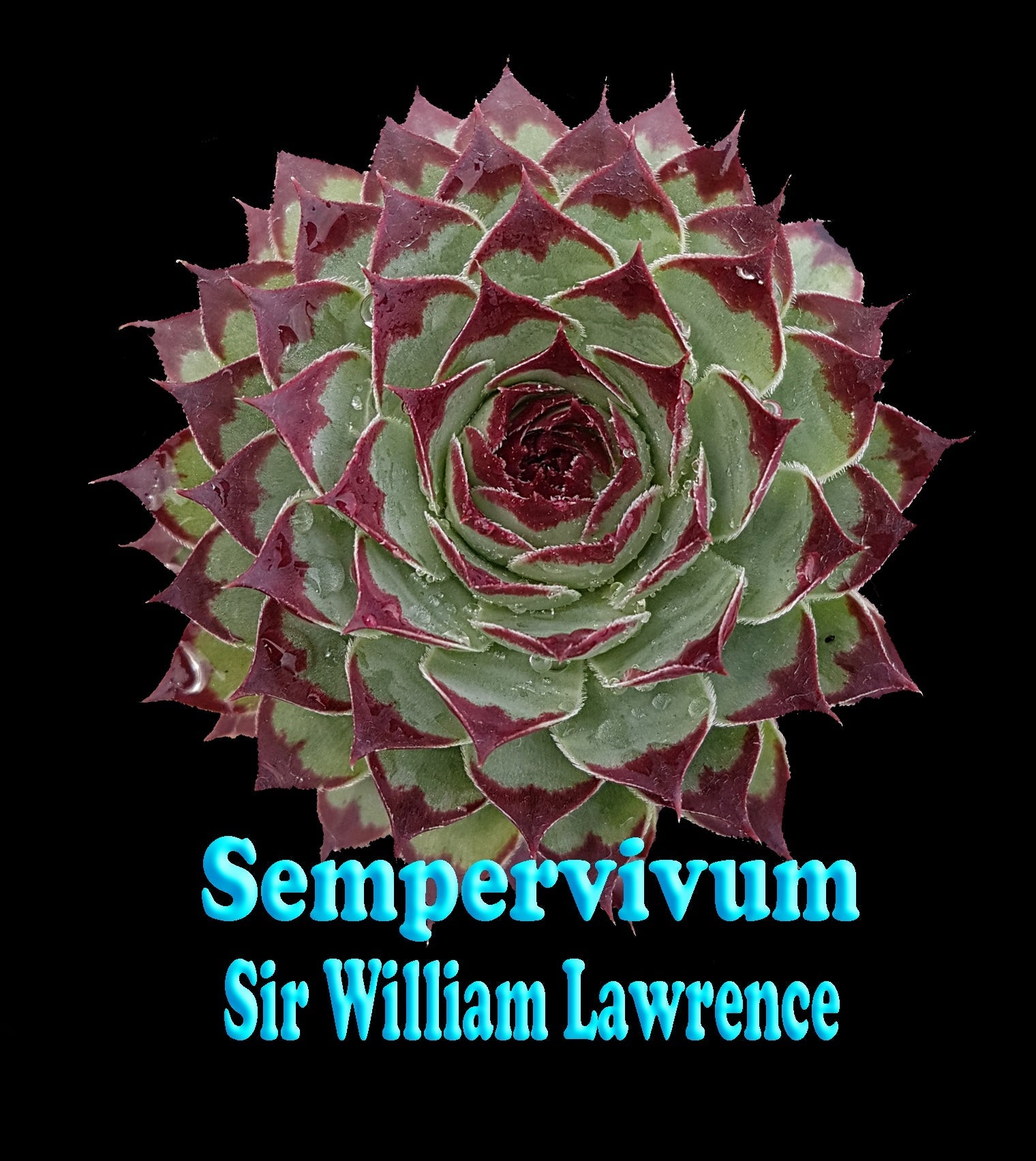 Sempervivum 'Sir William Lawrence'